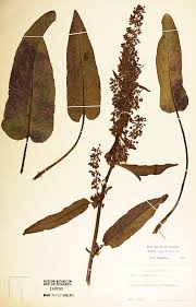 Attēlu rezultāti vaicājumam “Rumex aquaticus”