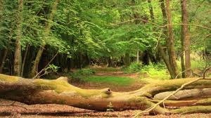 Image result for Cadnam Cricket Club