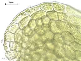 Attēlu rezultāti vaicājumam “Riccardia latifrons”