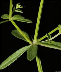 Attēlu rezultāti vaicājumam “Galium elongatum leaf”