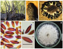 Attēlu rezultāti vaicājumam “Xylaria”