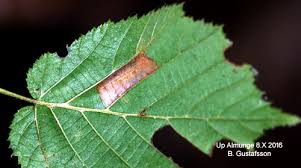 Attēlu rezultāti vaicājumam “Phyllonorycter nicellii”