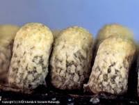 Attēlu rezultāti vaicājumam “Physarum contextum”