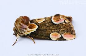 Attēlu rezultāti vaicājumam “Thyatira batis”