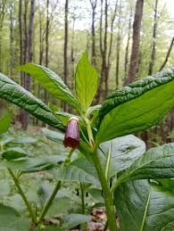 Attēlu rezultāti vaicājumam “Scopolia carniolica”