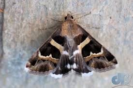 Attēlu rezultāti vaicājumam “Eriopygodes imbecilla”