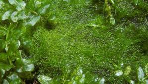 Attēlu rezultāti vaicājumam “Tritomaria exsectiformis cells”