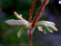 Attēlu rezultāti vaicājumam “Saxifraga tridactylites flower”