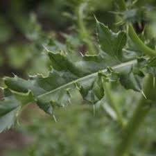 Attēlu rezultāti vaicājumam “Cirsium arvense leaf”