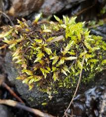 Attēlu rezultāti vaicājumam “Brachythecium rivulare”