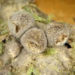 Attēlu rezultāti vaicājumam “Lycogala sphaeroconicum sessile”