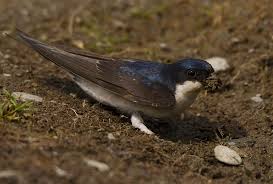 Attēlu rezultāti vaicājumam “Delichon urbicum”