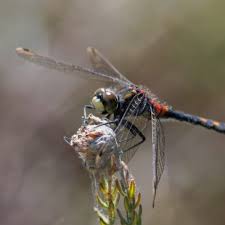 Attēlu rezultāti vaicājumam “Leucorrhinia dubia male”