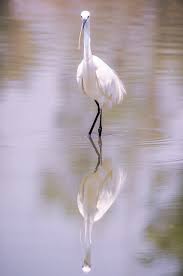 Attēlu rezultāti vaicājumam “Egretta garzetta”