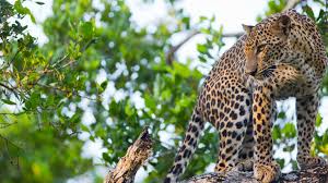 Image result for Яла заповедник