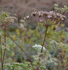 Attēlu rezultāti vaicājumam “Peucedanum oreoselinum flower”