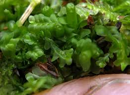 Attēlu rezultāti vaicājumam “Jungermannia sphaerocarpa”