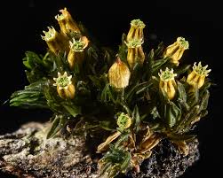 Attēlu rezultāti vaicājumam “Orthotrichum speciosum sporophyte”