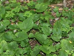 Attēlu rezultāti vaicājumam “Viola hirta”