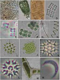 Attēlu rezultāti vaicājumam “Gloeocapsa rupestris”