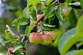 Attēlu rezultāti vaicājumam “Malus x zumi”