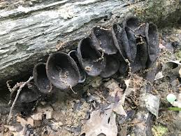 Attēlu rezultāti vaicājumam “Urnula craterium”