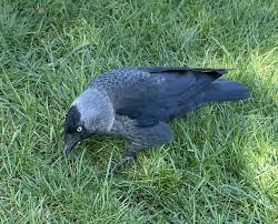 Attēlu rezultāti vaicājumam “Corvus monedula adult”