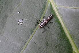 Attēlu rezultāti vaicājumam “Calvia decemguttata larva”