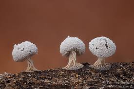 Attēlu rezultāti vaicājumam “Didymium annulisporum”