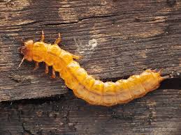 Attēlu rezultāti vaicājumam “Cucujus cinnaberinus”