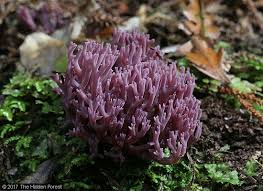 Attēlu rezultāti vaicājumam “Clavaria zollingeri”