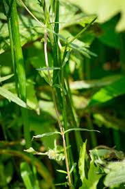 Attēlu rezultāti vaicājumam “Stellaria longifolia leaf”
