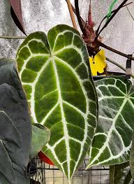 Attēlu rezultāti vaicājumam “Cirsium x rigens leaf”