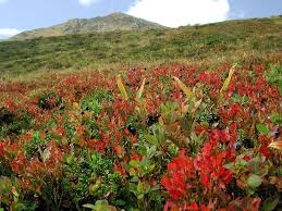 Attēlu rezultāti vaicājumam “Empetrum nigrum flower”
