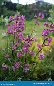 Attēlu rezultāti vaicājumam “Silene viscaria flower”