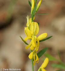 Image result for Genista tinctoria