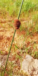 Attēlu rezultāti vaicājumam “Juncus conglomeratus”