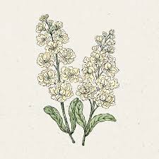 Image result for Levkoje