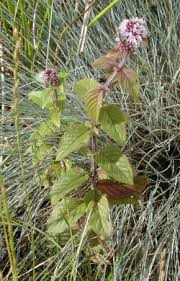 Attēlu rezultāti vaicājumam “Mentha aquatica”