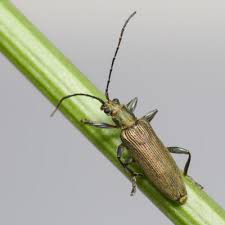 Attēlu rezultāti vaicājumam “Donacia clavipes”