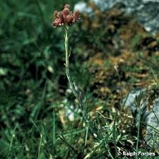 Attēlu rezultāti vaicājumam “Antennaria dioica male flower”