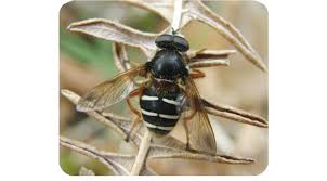 Attēlu rezultāti vaicājumam “Sericomyia lappona”