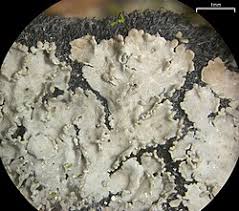 Attēlu rezultāti vaicājumam “Parmeliella triptophylla”