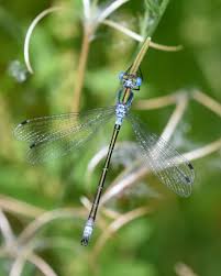 Attēlu rezultāti vaicājumam “Lestes dryas male”