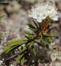 Attēlu rezultāti vaicājumam “Ledum palustre leaf”