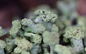 Attēlu rezultāti vaicājumam “Hypogymnia tubulosa”