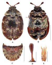 Attēlu rezultāti vaicājumam “Anthrenus museorum”