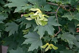 Attēlu rezultāti vaicājumam “Acer platanoides leaf”