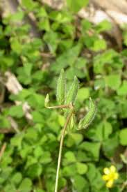 Attēlu rezultāti vaicājumam “Oxalis corniculata fruit”