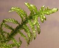 Attēlu rezultāti vaicājumam “Pseudoscleropodium purum”